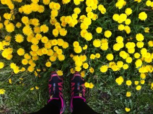 Speedcross3 und Löwenzahn