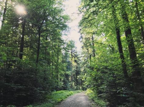 20045427_1610269832318824_986573583083048670_o